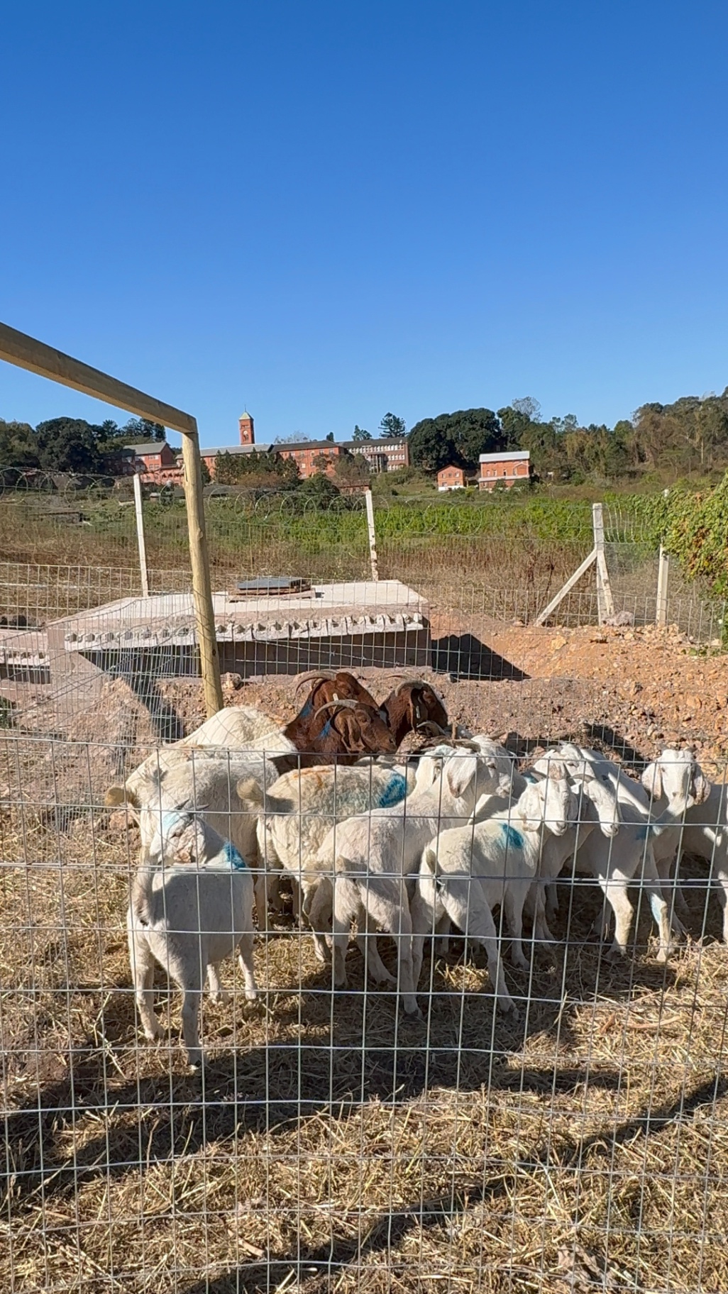 Goats and kids gathered in the fenced outdoor pen at Mdaks Farming