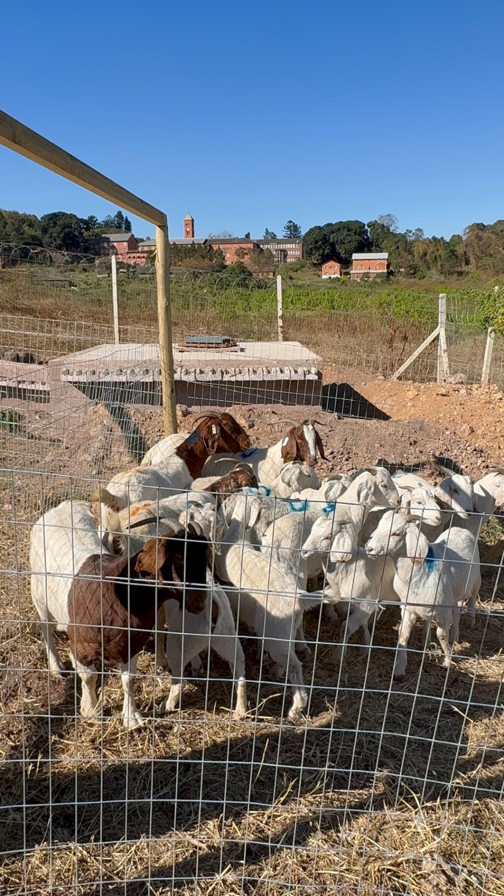 Large herd of Mdaks Farming goats standing together inside the wire enclosure