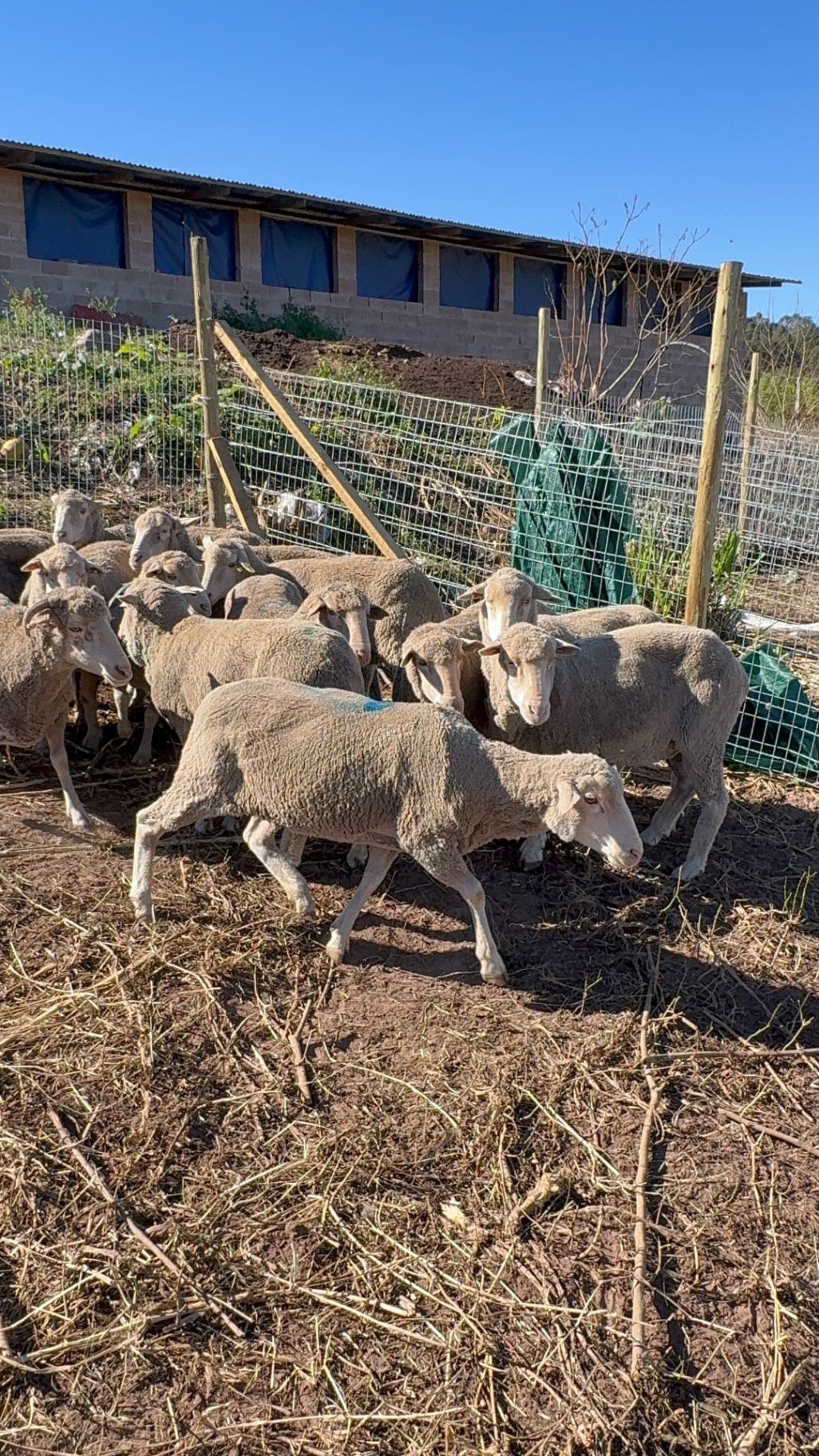 Sheep moving together through the outdoor farm run at Mdaks Farming