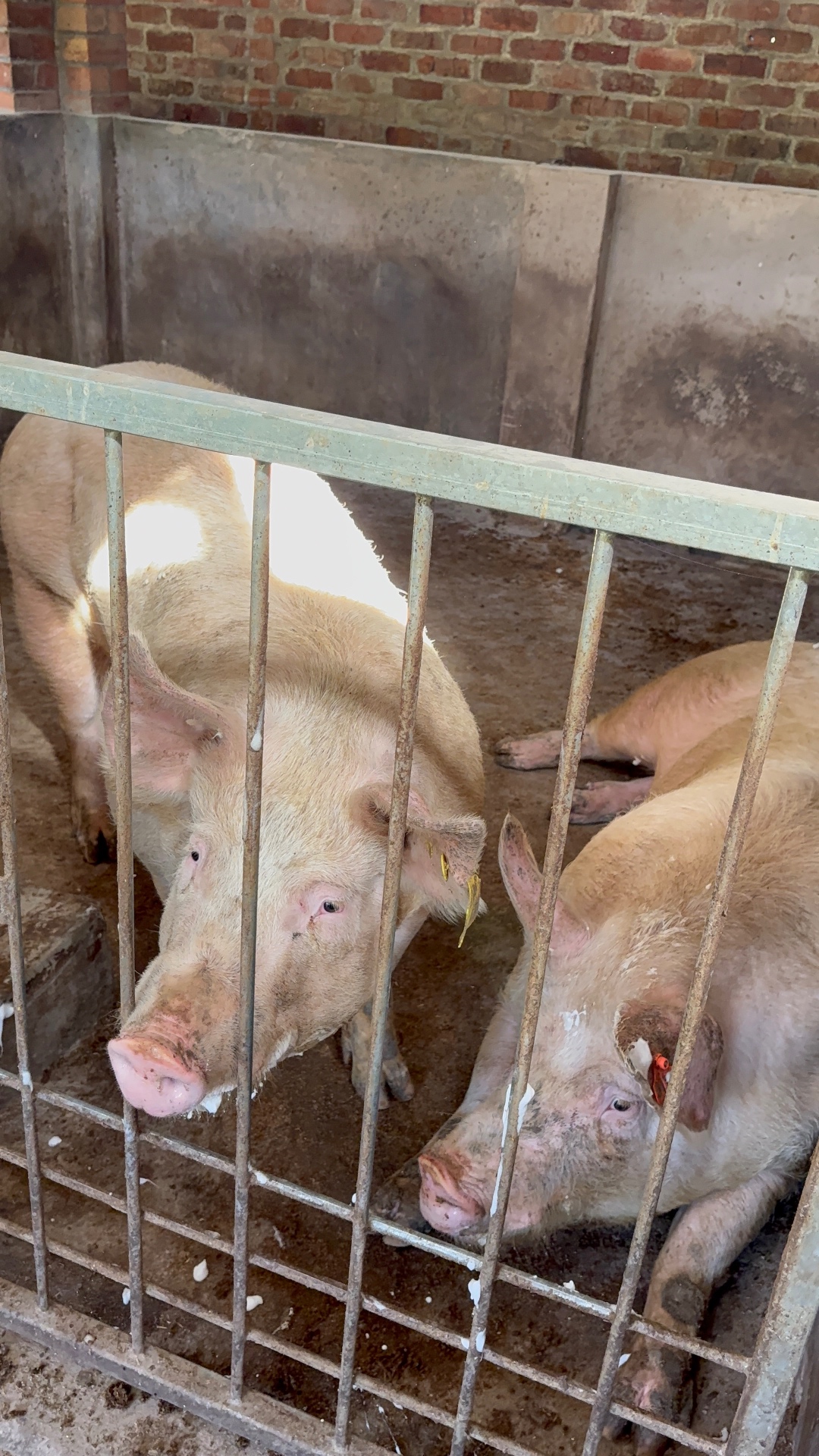 Live Pigs