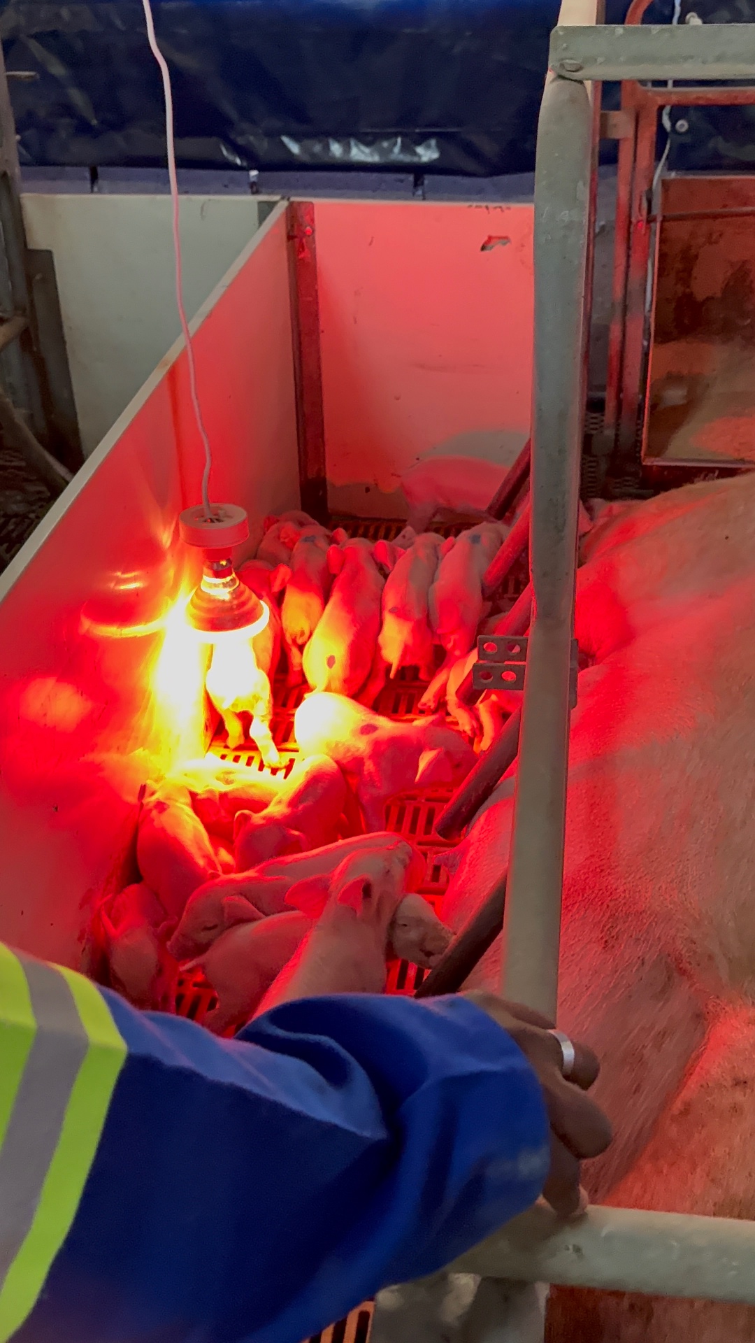Newborn piglets gathered under a heat lamp in the creep area
