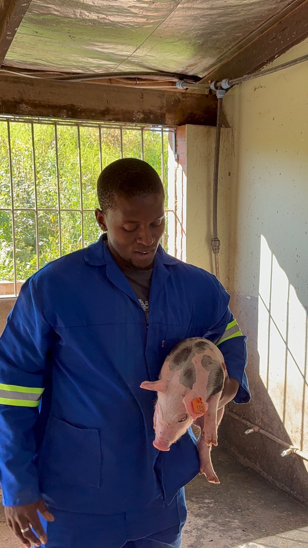Mdaks Farming staff member in blue overalls holding a tagged piglet at the piggery
