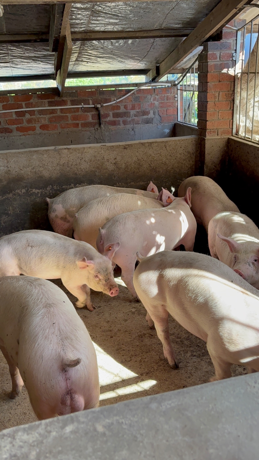 Group of market-ready pigs in a brick-walled pen with sunlight streaming in