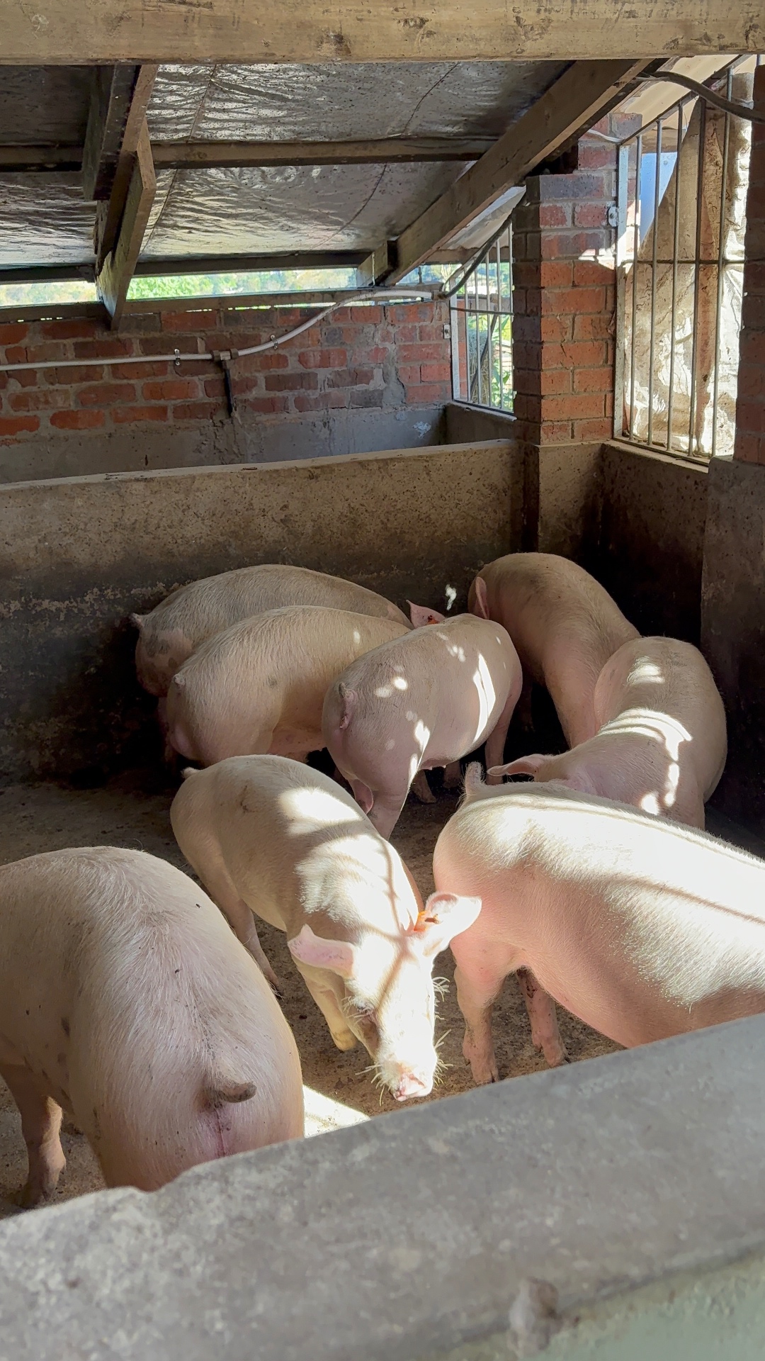 Tight huddle of Mdaks Farming pigs in a shaded brick pen