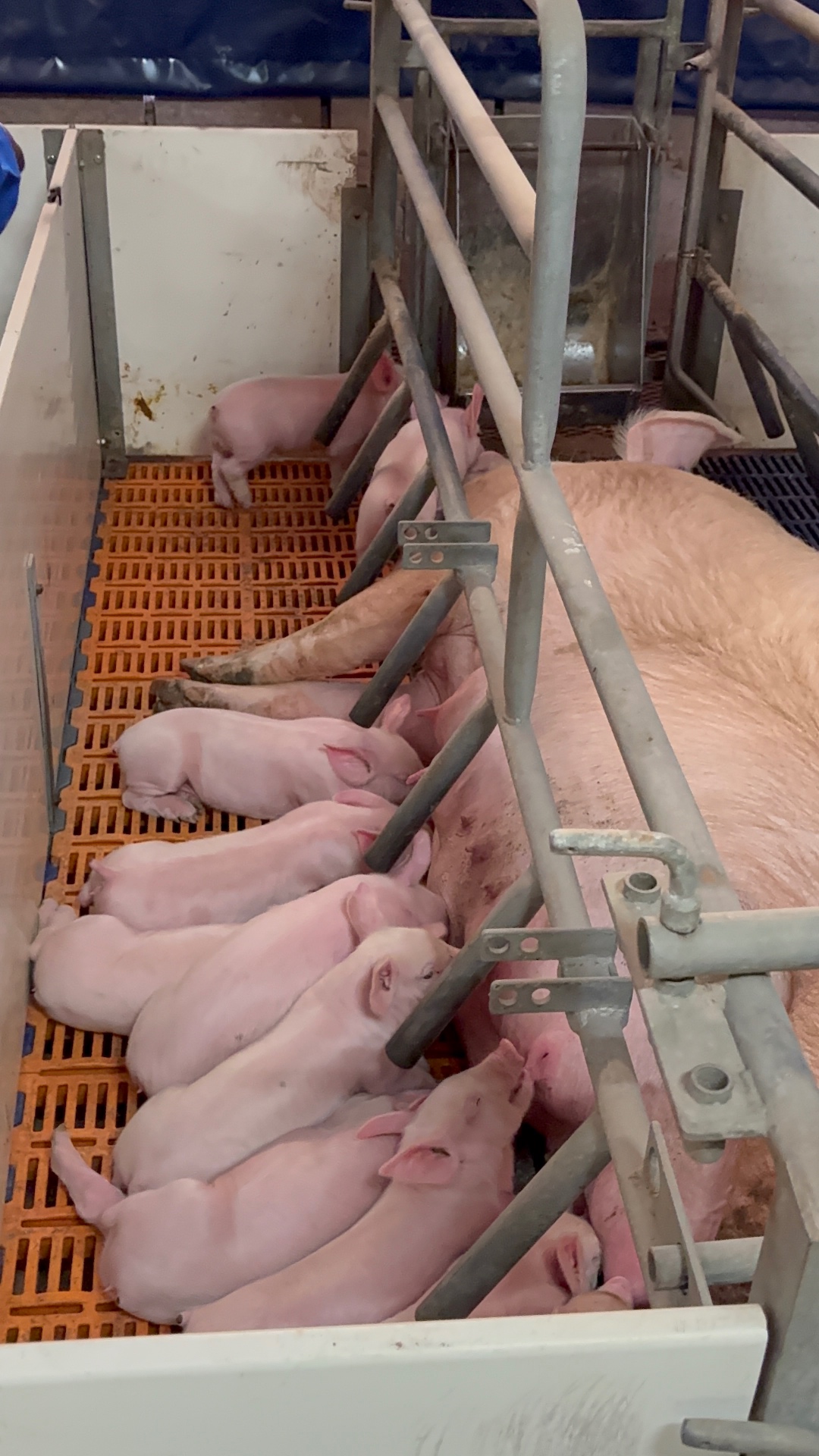 Sow nursing her piglets in the farrowing pen at Mdaks Farming