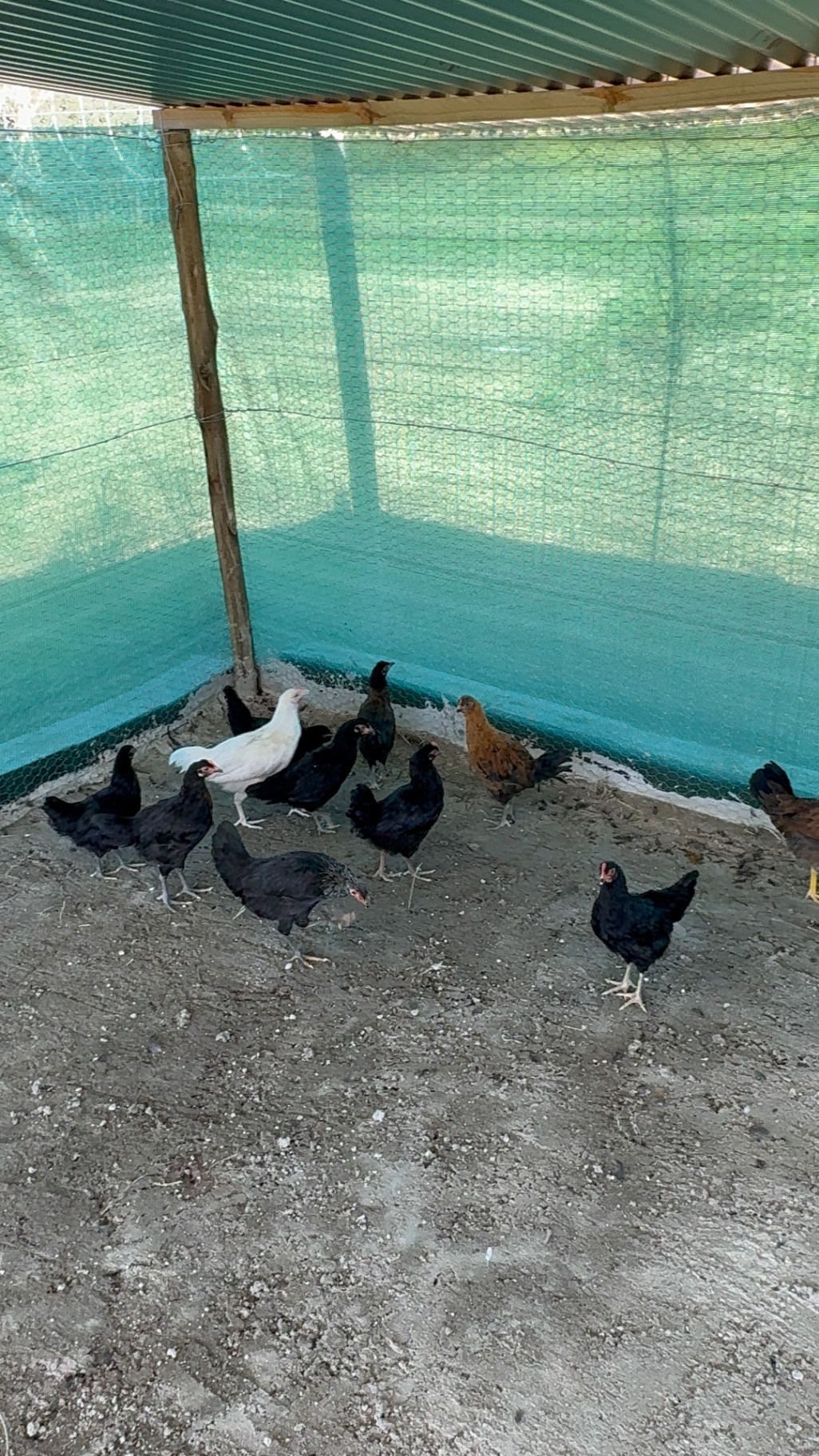 Mixed flock of farm chickens inside the covered coop at Mdaks Farming