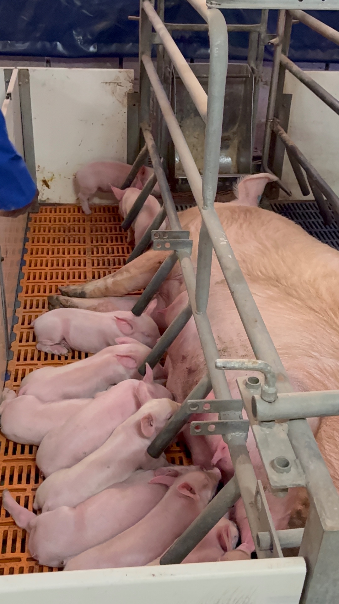 Sow with a litter of newborn piglets nursing in a clean Mdaks Farming farrowing crate