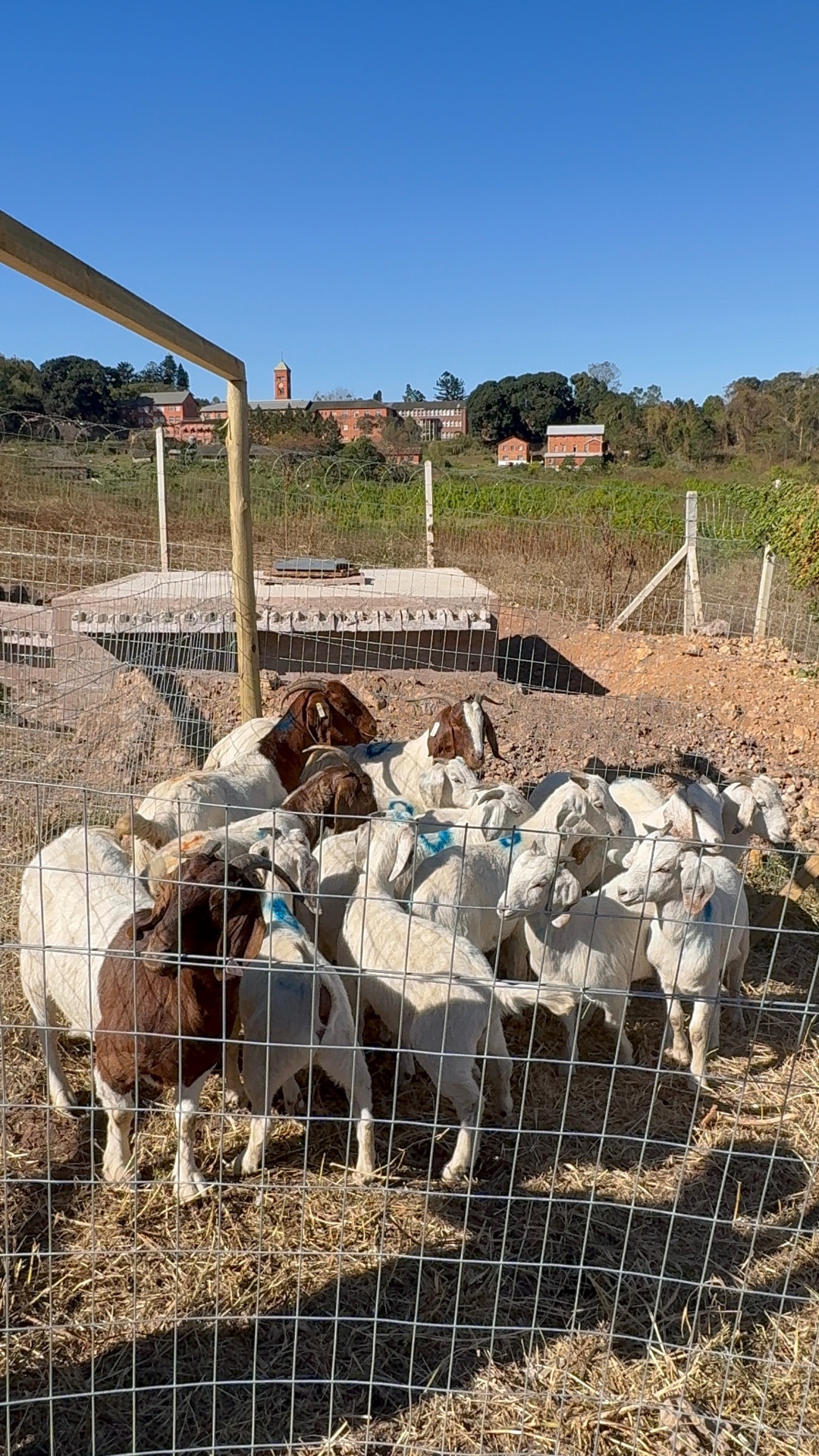 Live Goats