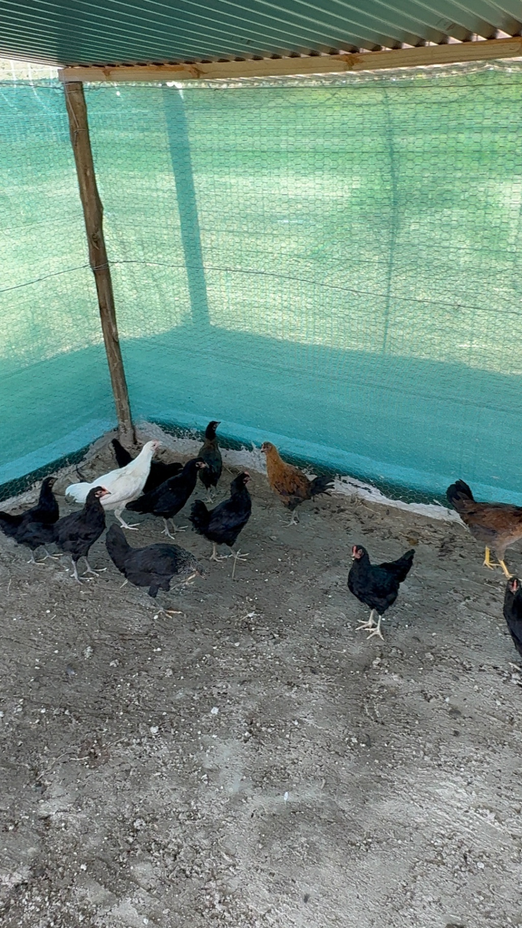 Free-range chickens gathered inside a shaded coop enclosure on the farm