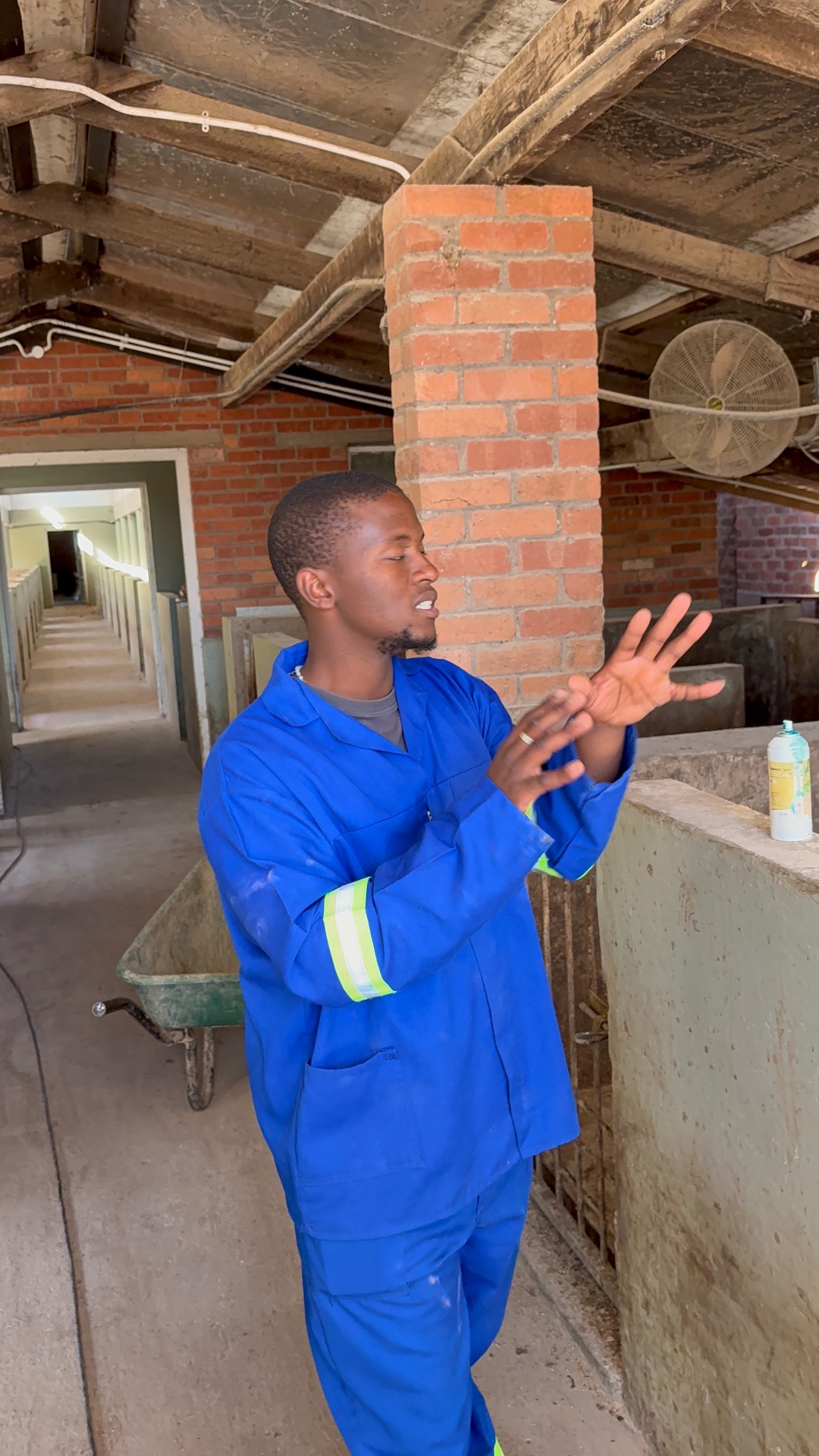 Mdaks Farming stockman in blue overalls walking the pen corridor of the piggery