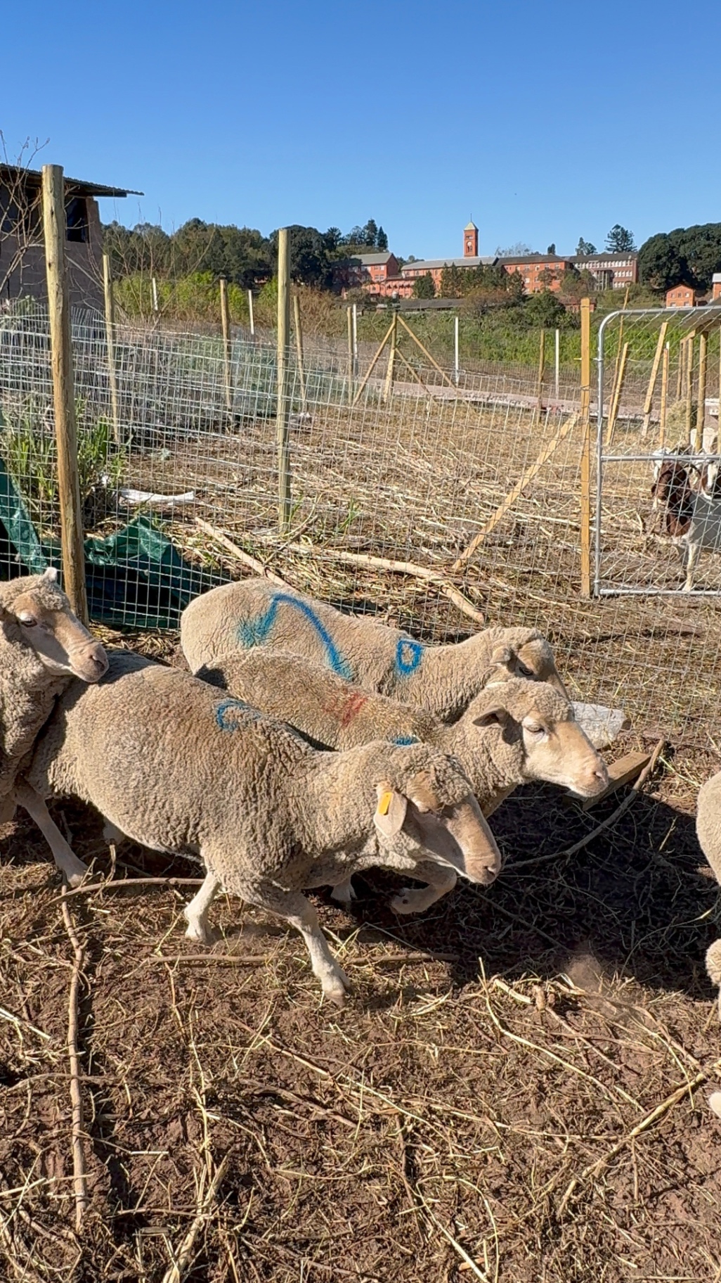 Close view of Mdaks Farming sheep in the grazing pen with the farm grounds behind