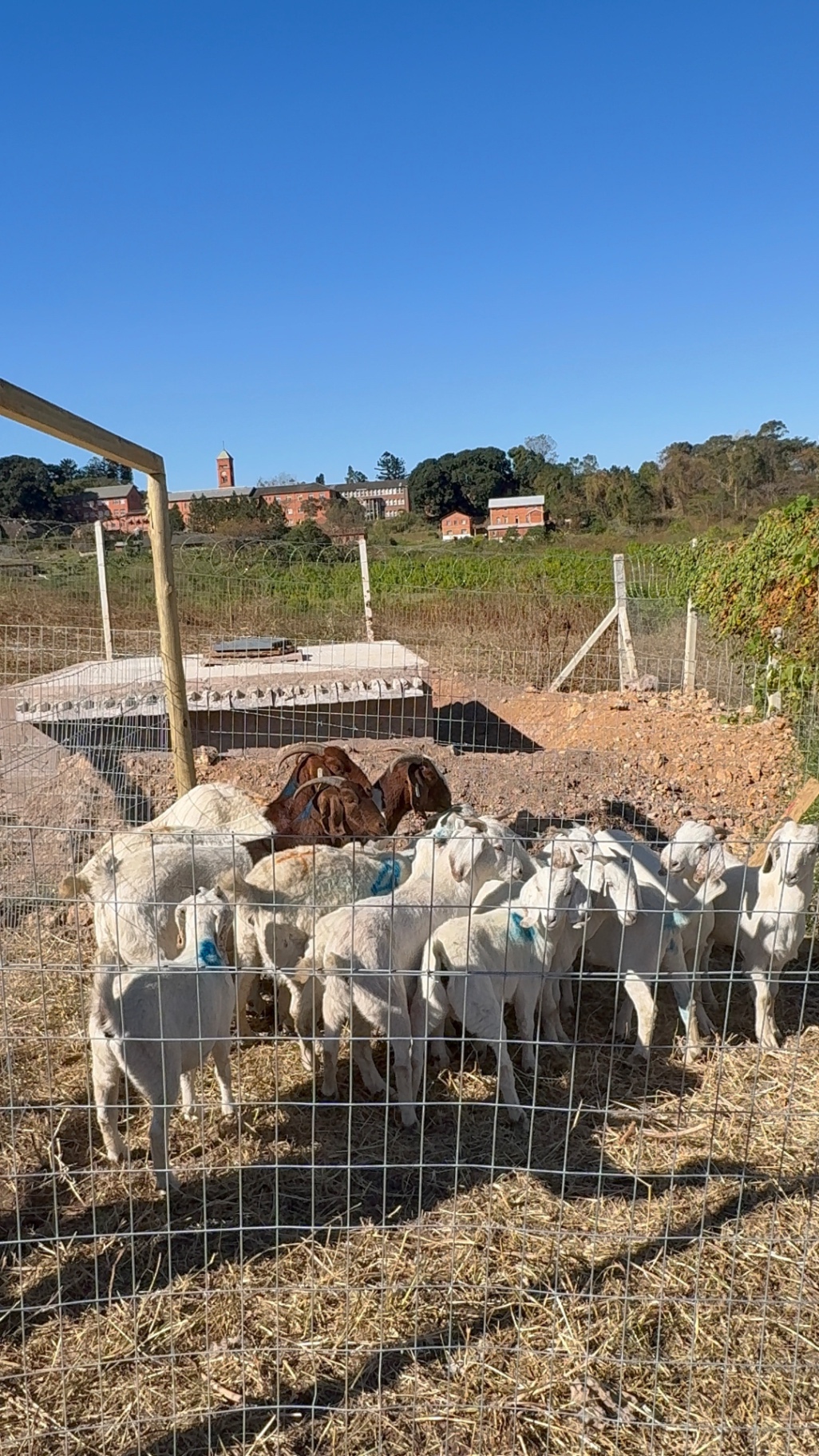 White and brown goats clustered behind the fence in the farm pen