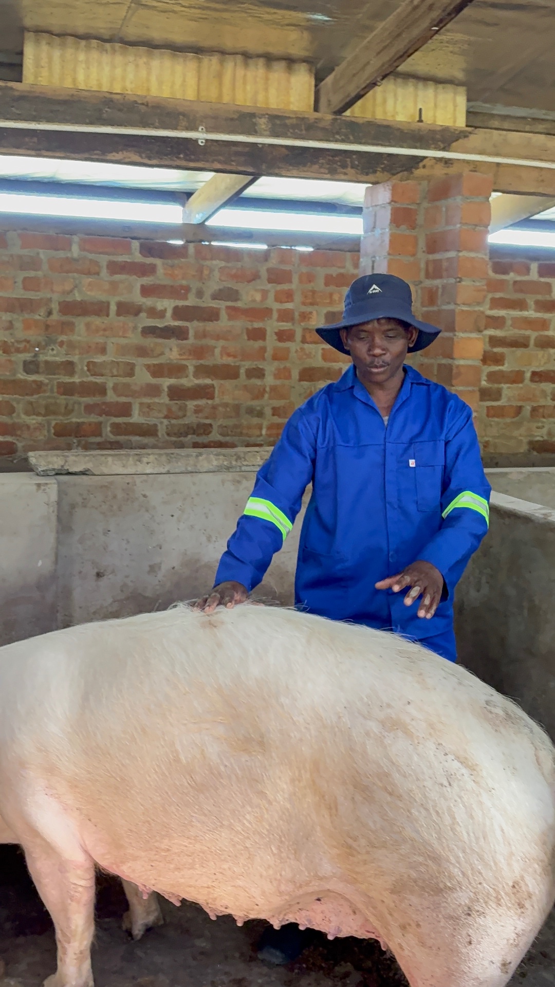 Mdaks Farming farmer inspecting a large white sow inside the piggery
