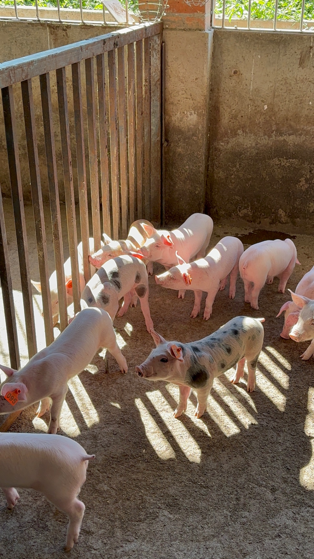 Young spotted and pink piglets in a sunlit weaner pen at Mdaks Farming