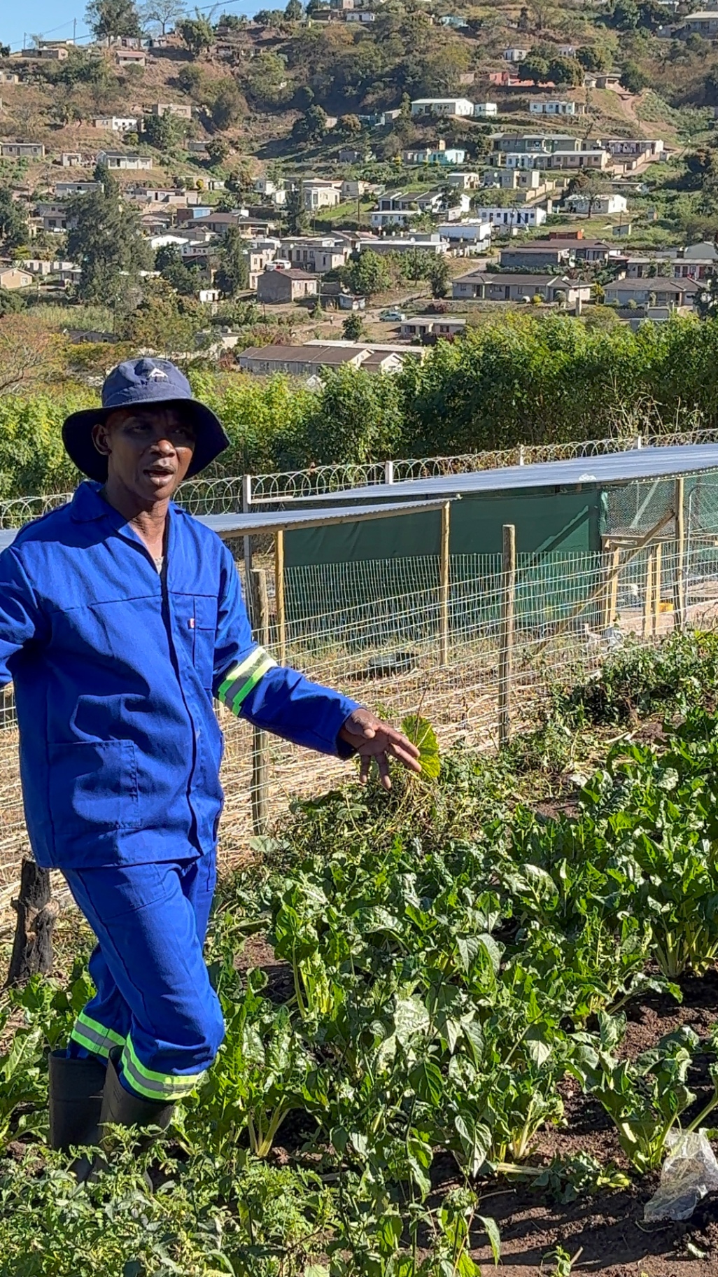Farm worker tending spinach and vegetables in the garden overlooking the township